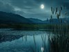 Night Pond by: Sed