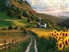 Sunflower Season by: Sed