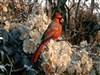 Autumn Cardinal by: Sed