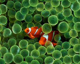 Clown Fish