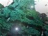ALIENWOODS 3D by love1008 by: cacbig