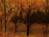 Fall Wallpaper by: sandpiperw