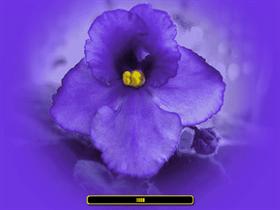 African Violet I