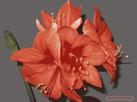 Amaryllis Dark Back