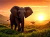 An elephant