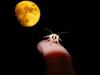 Moth and Moon by: CDOB