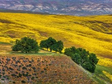 Wildflowers and Oaks