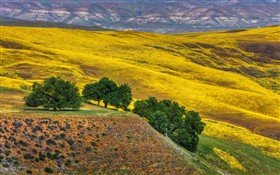 Wildflowers and Oaks