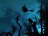 Woods at Night by: tippytoenail