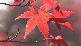 Red Leaf