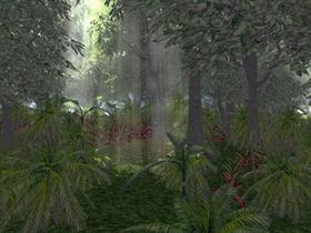 Rain Forest 1024x768