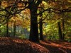 Autumn Wood by: Fuzzy Logic