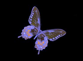 Blacklight Butterfly 04
