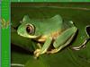 Tree Frog by: Incoherent