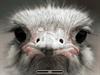 Ostrich by: Alperium