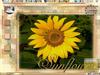 Sunflowers by: mistressdarkrose21