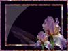 Purple Iris by: mistressdarkrose21
