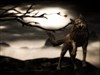 Greywolf_wallpak by: Stramp