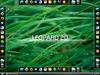 Leopard 2D by: TSAElement