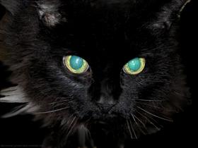 Cat's eyes