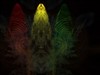 Featered Alien Updated by: mrs starkers