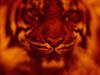 Fire Tiger by: cLoUDcAT