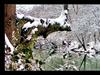 Snowy River by: OutdoorPictures