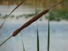 Cat tail in a web by: tpinkneonrose
