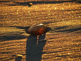 Sunset Seashell