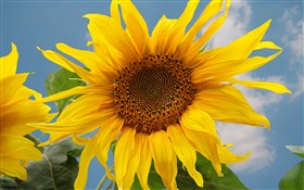 Sunflower 2