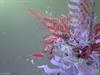 liquid abstract 09 by: TomZamorin