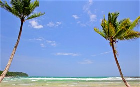 Beach Palms