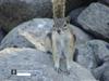 Golden Mantled Squirrel Curiosity by: Johnnygnote