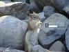 Golden Mantled Squirrel Satisfaction by: Johnnygnote