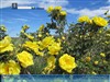 Yellow Roses Of Summer by: Johnnygnote