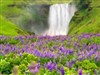 Iceland Wild Flower Falls