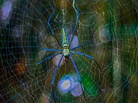 Web_Legs