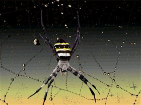 Spiders_Spiders_Spiders