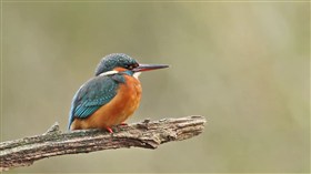 Common Kingfisher