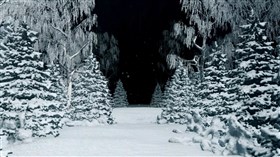 4K Winter Forest