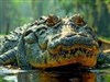 4K Crocodile by: AzDude