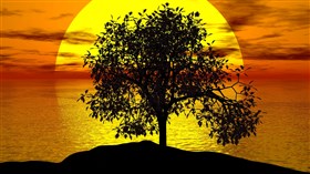 Sunset Tree