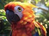 4K Exotic Birds2