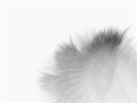 Feathers