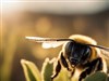 Bumble bee