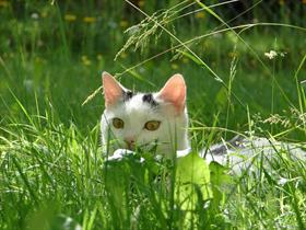 Cat in the grass