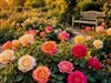 Garden Roses by: LightStar