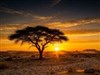 Acacia Tree Silhouette by: LightStar
