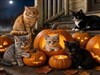 Kitty Halloween by: LightStar