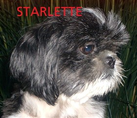 Starlette